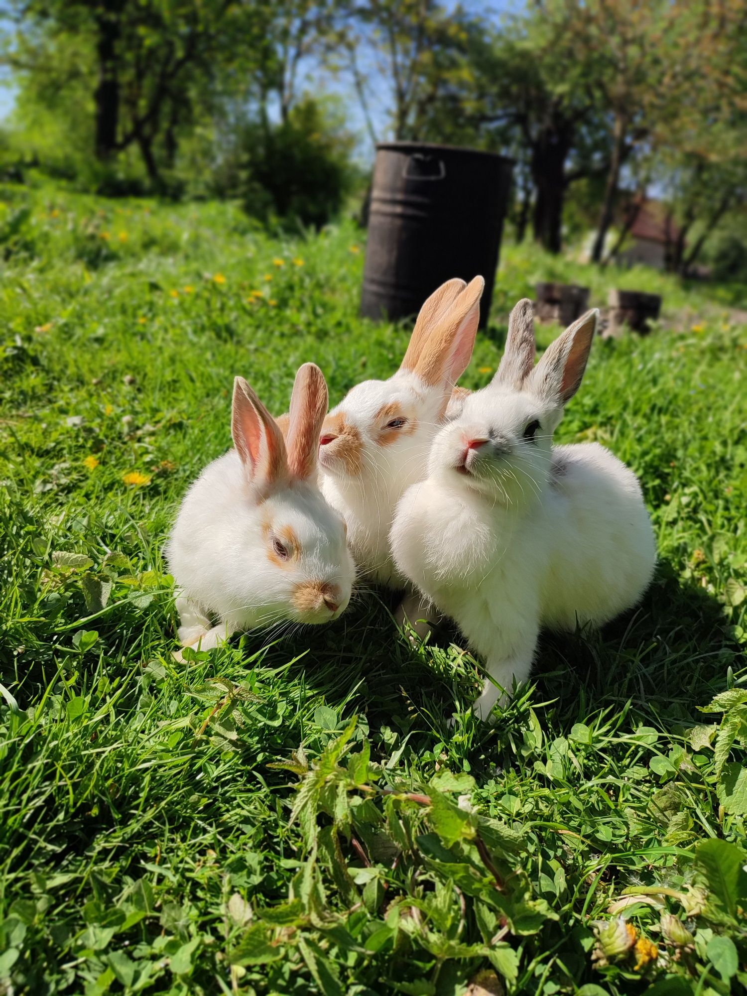 Продаються молоденькі кролик самці