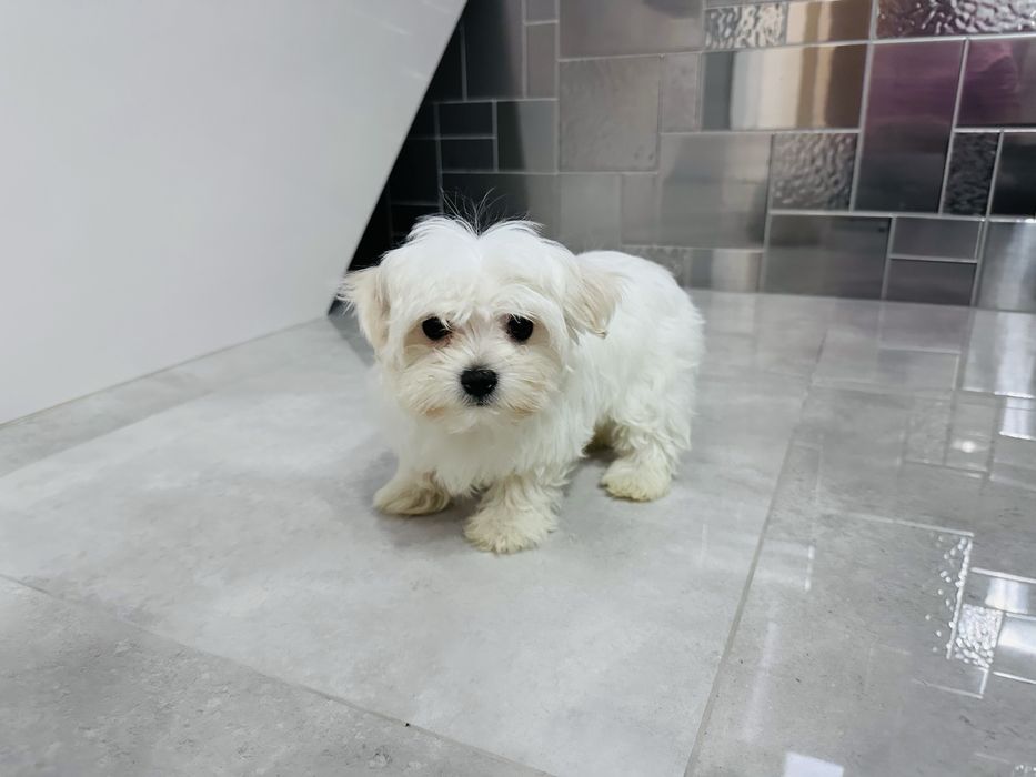 Maltanczyk suczka sliczna