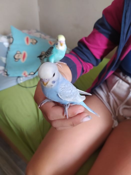 Papugi faliste oswojone