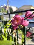 Orquídea cor Rosa
