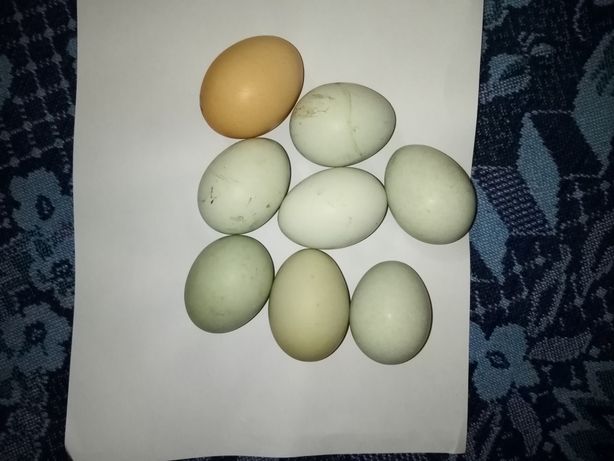 Інкубаційні яйця курей різної породи  Араукана Домінант. Легорд