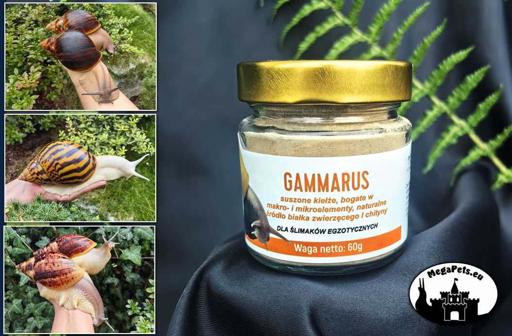 Zestaw 5 + 1 GRATIS! Achatina Lissachatina Archachatina Suplementy
