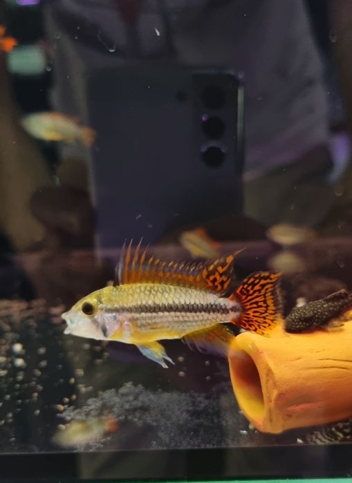 Pielęgniczka kakadu