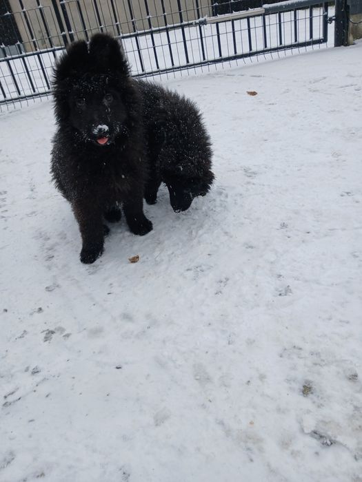 Owczarek Niemiecki Długowłosy