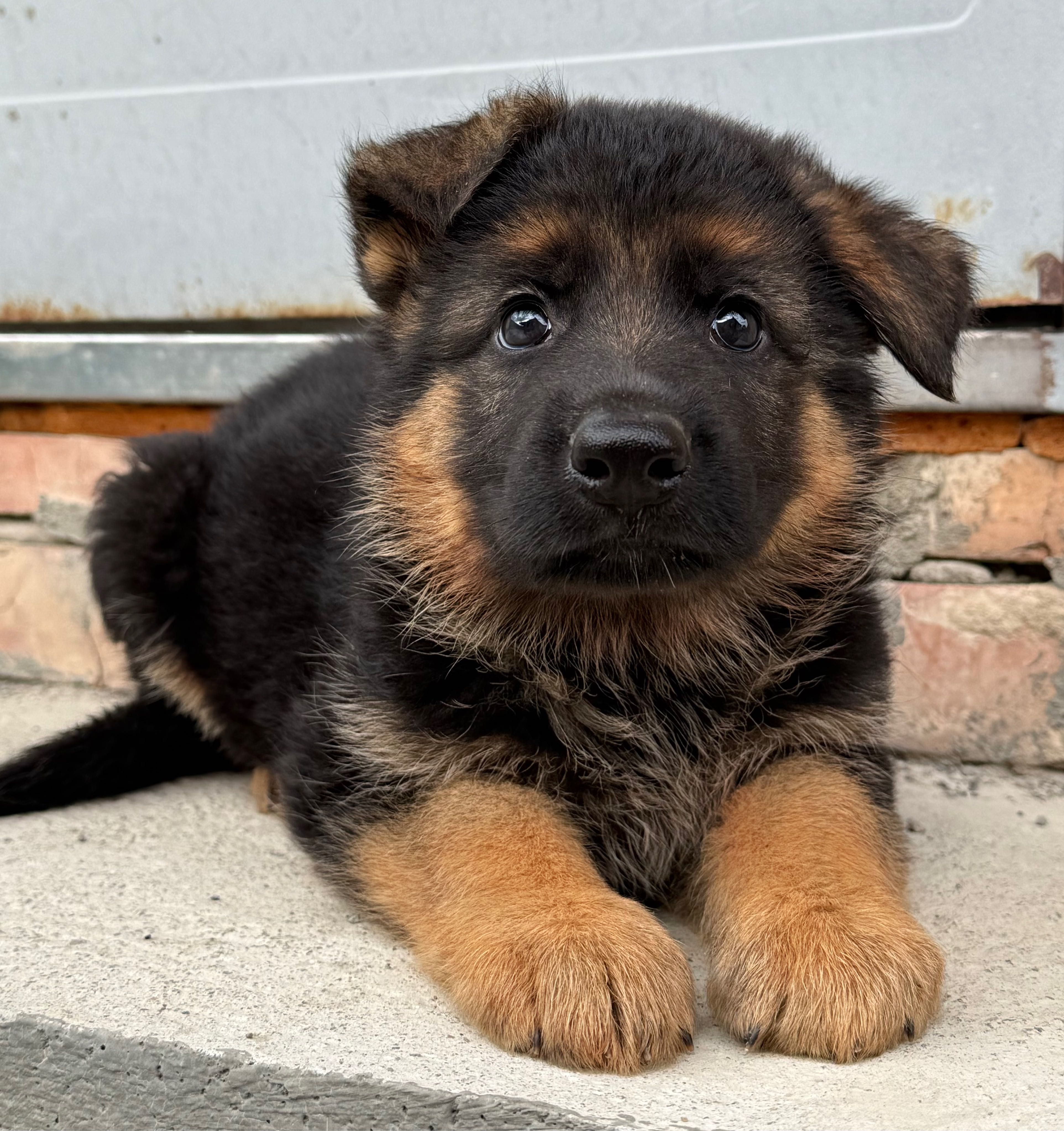 Продам щенят Німецької Вівчарки