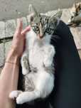Котёнок ищет дом.