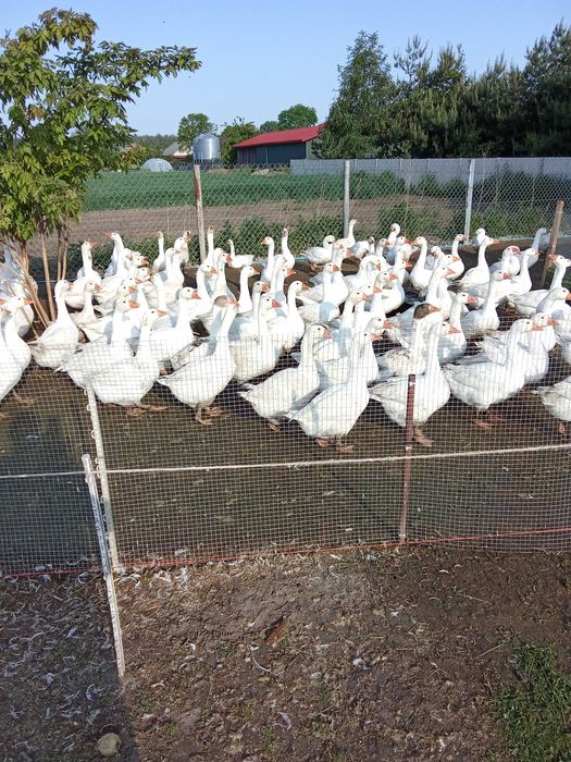 Sprzedam gęś/ gęsi