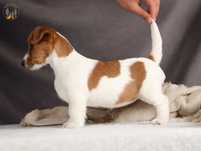 Jack Russell Terrier ZKwP FCI piękna suczka po CH.PL