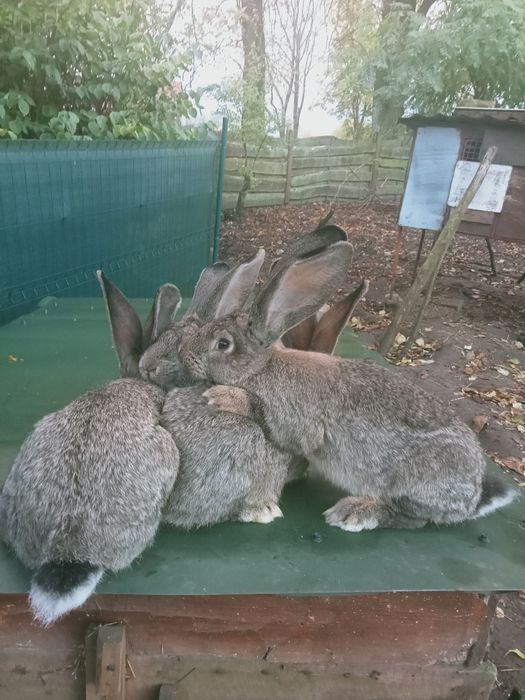 Olbrzym belgijski szary