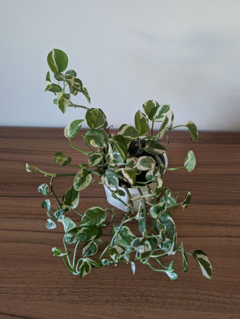 Epipremnum N'joy