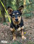 W typie corgi, Frugo, adopcja za darmo oddam