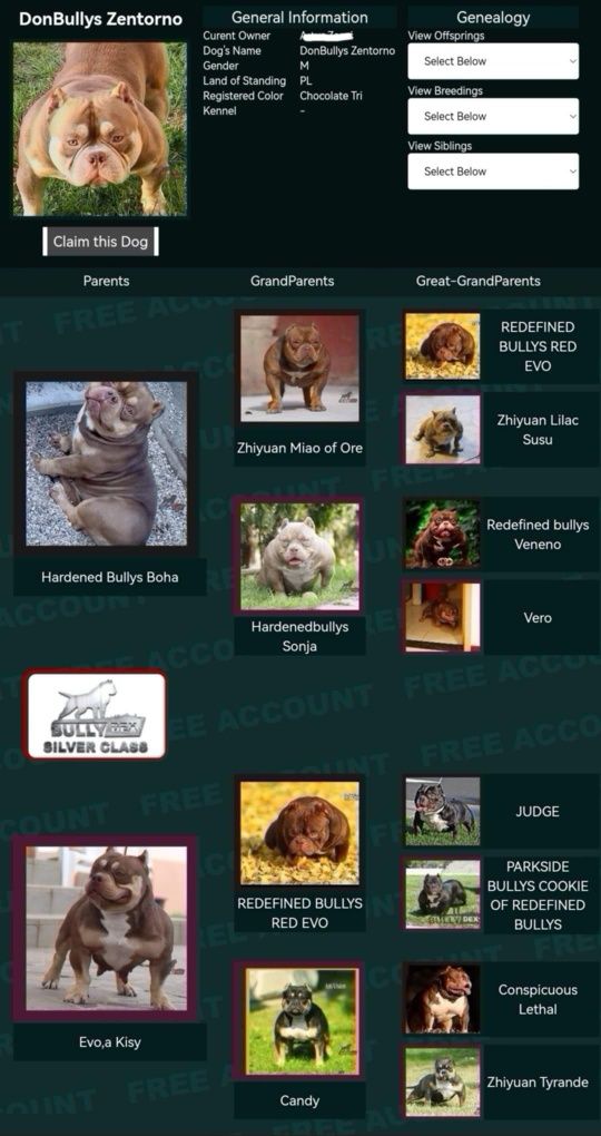 American Bully suczka czekoladowa