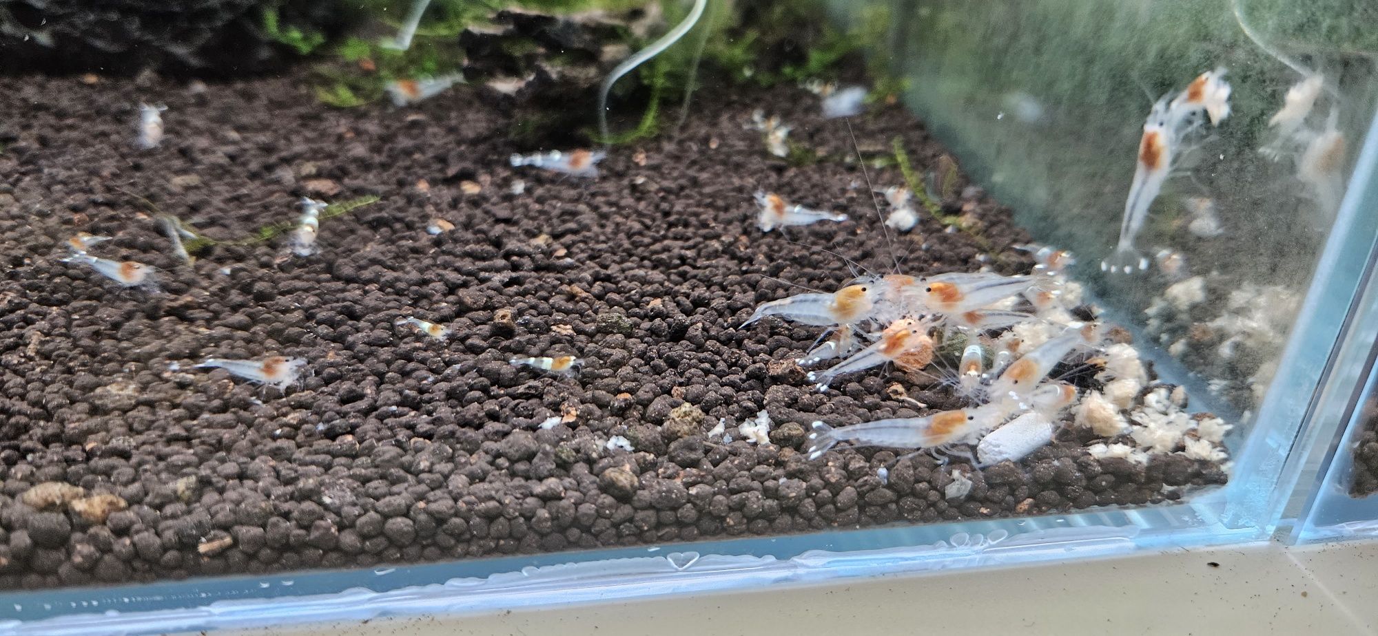 Caridinas Camarões/Shrimp
