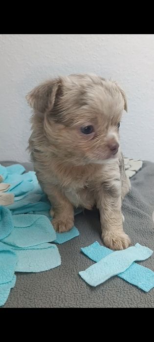Chihuahua, macho de pêlo comprido arlequim Isabella