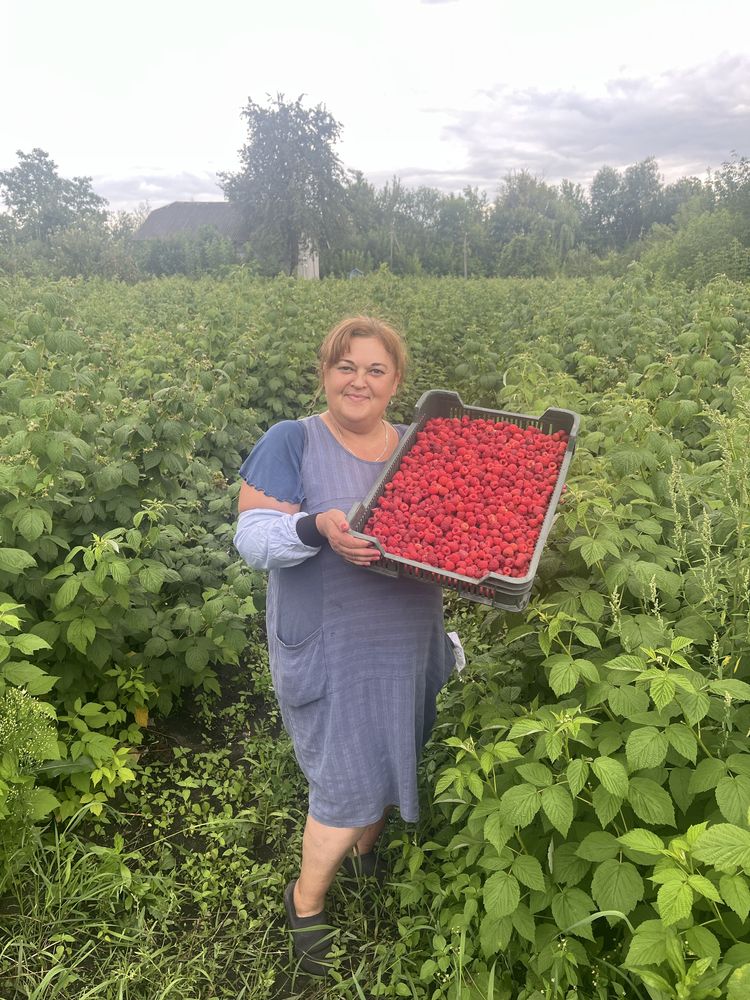 Куплємо малину дорого
