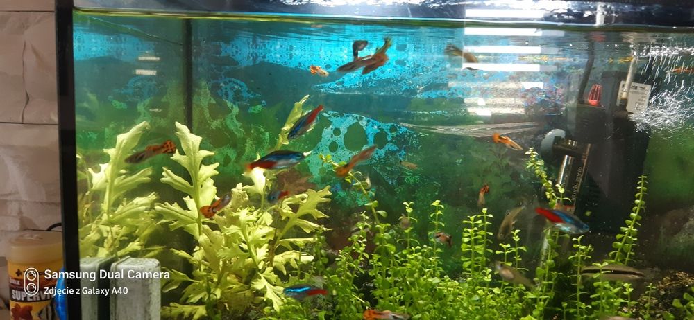 Sprzedam piękne gupiki samiec samiczka zdrowe kolorowe