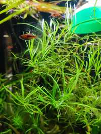 pogestemon łatwa roślina akwariowa