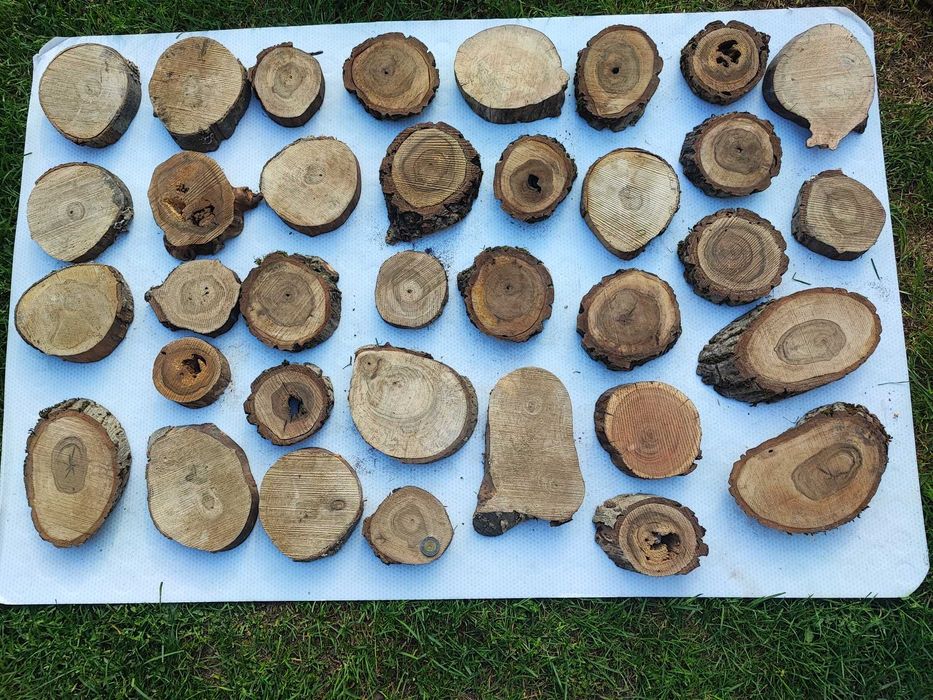 Plasterki orzech włoski, jabłoń, śliwa