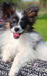 Spaniel kontynentalny miniaturowy Papillon piesek tricolor ZKwP FCI