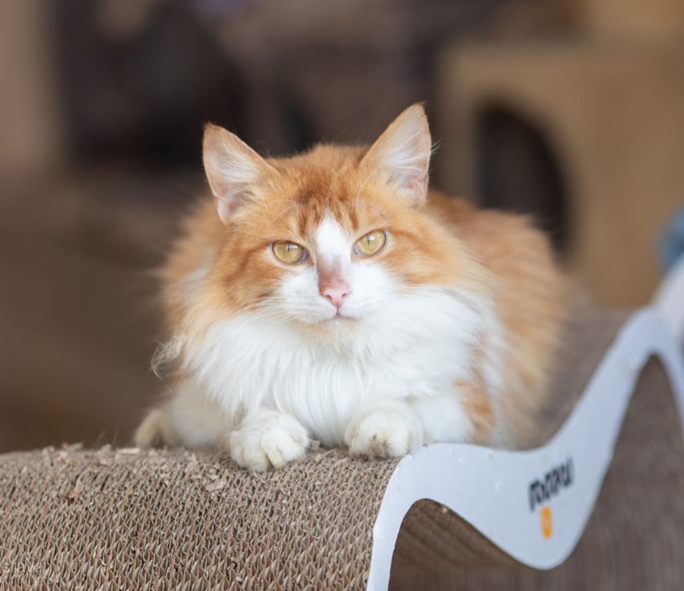 Рон, шикарный рыжий славный котенок, пушистый кот 1 годик