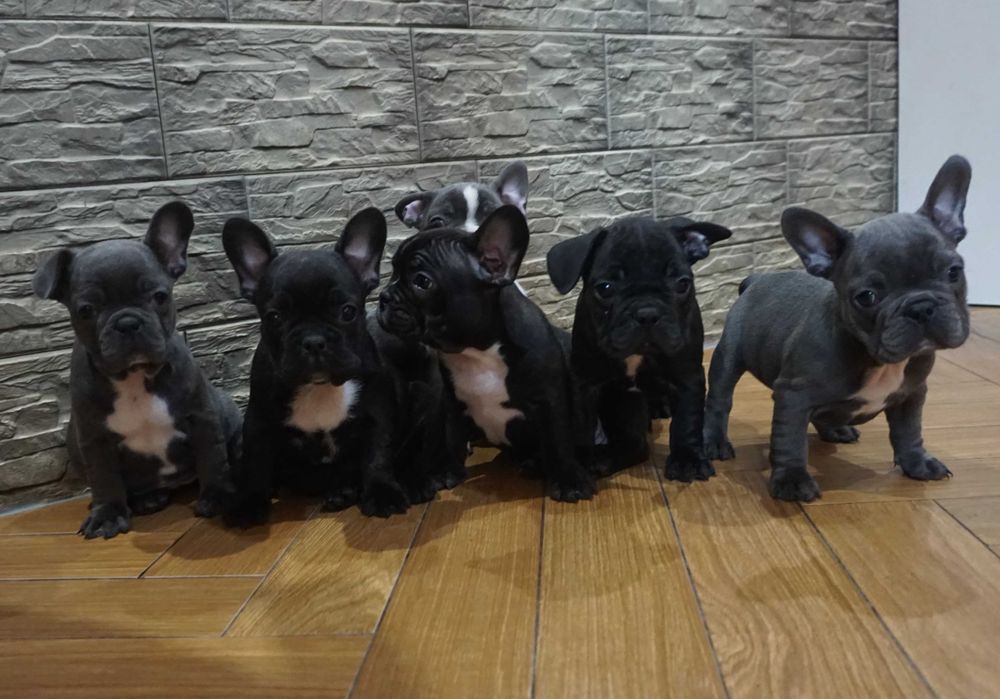 buldog francuski śliczny szczeniaczek