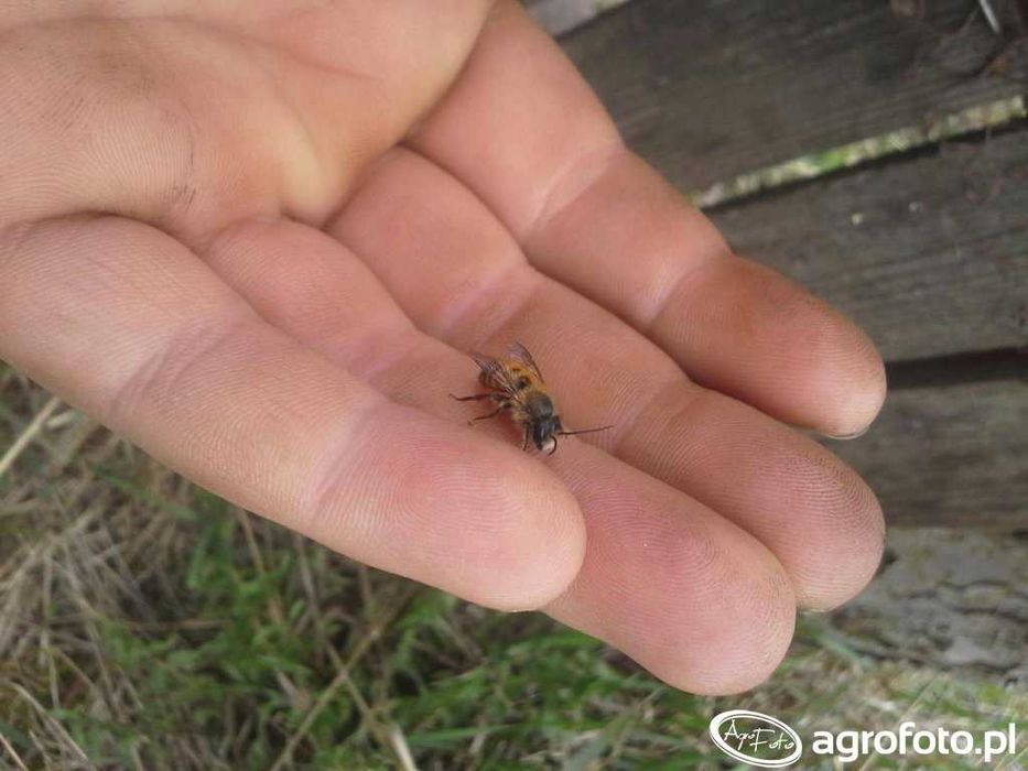 Pszczoła Murarka ogrodowa kokony