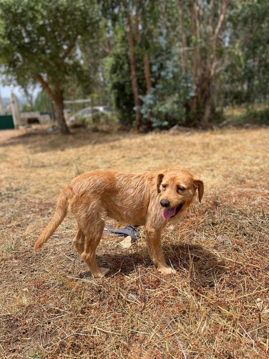 Anita - Para Adopção