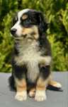 Amerykański owczarek miniaturowy- MAS - Mini Aussie- piesek FCI