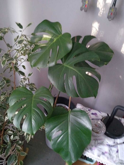 Monstera na sprzedaż