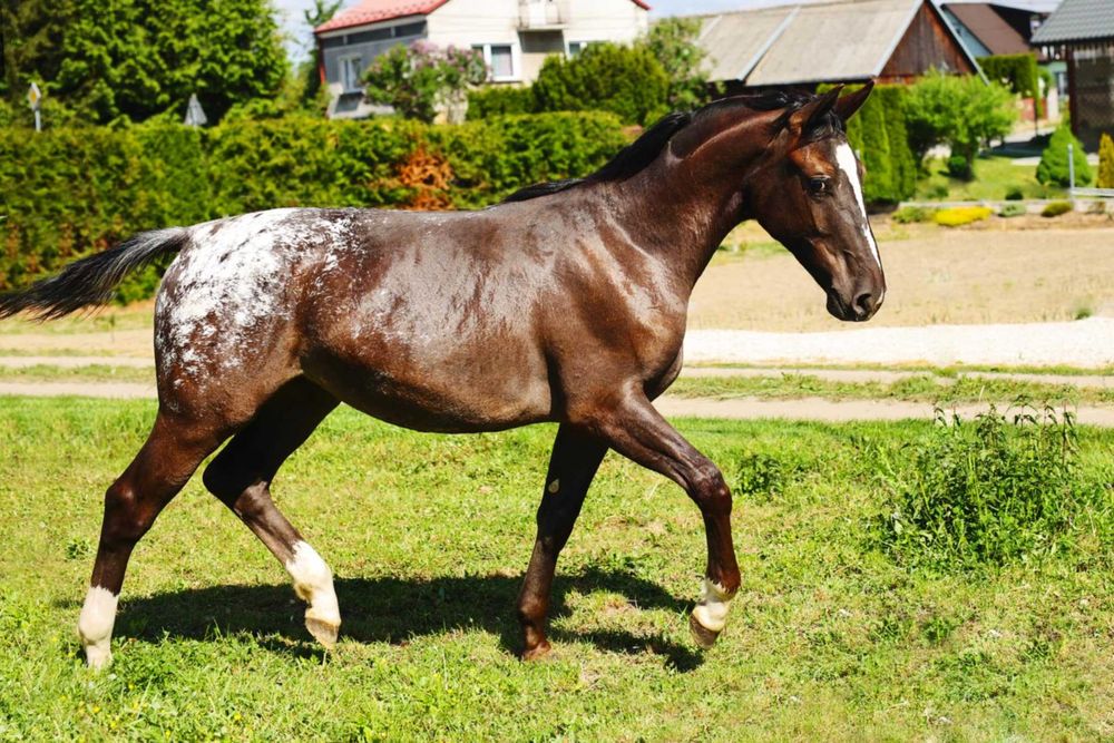 Klacz polski koń sportowy tarantowata