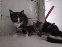 Kociaki do adopcji