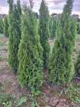 Thuja tuja tuje Szmaragd  100cm 1m Możliwy Transport