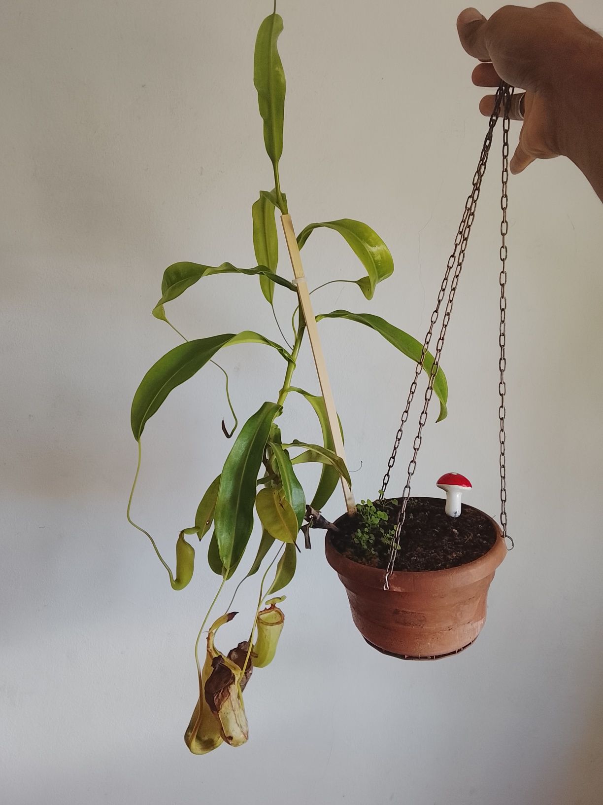 Planta Carnívora (Nepenthes)
