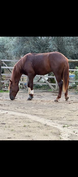 Cavalo lusitano  5 anos