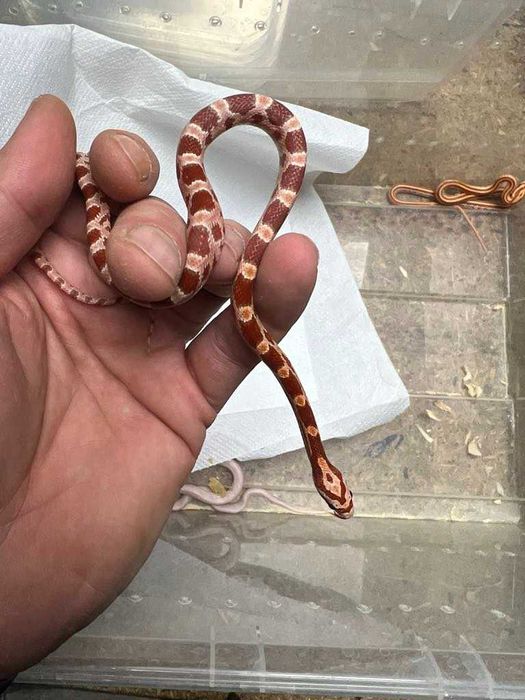 Wąż zbożowy (Pantherophis guttatus)