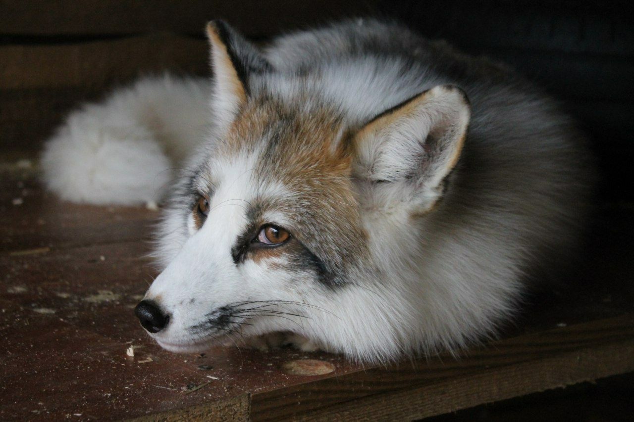 Мраморный лисёнок,  Белая лисица, домашняя лиса