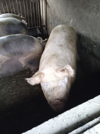 Продам свині вага 140-160кг