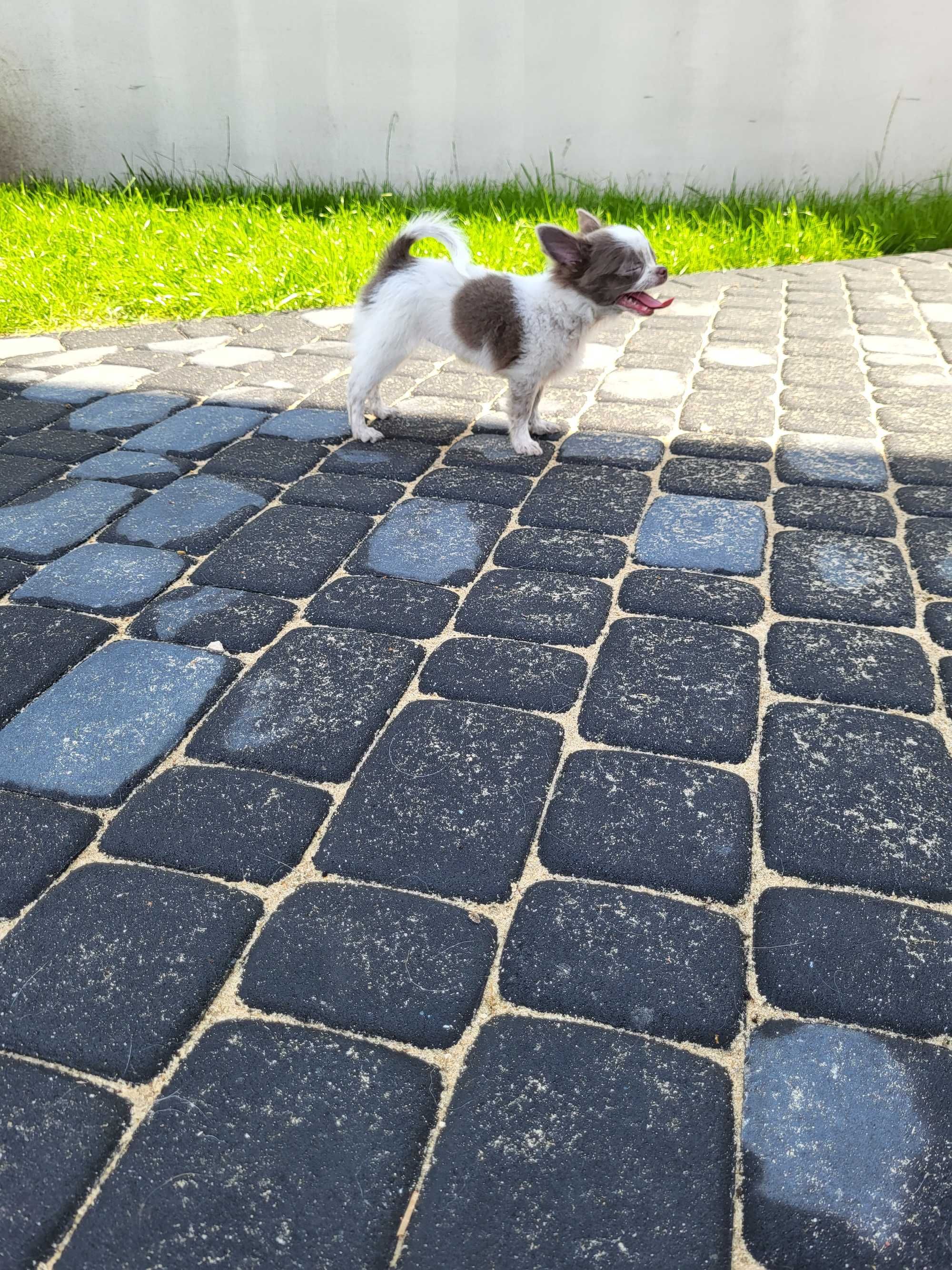 Sunia chihuahua długowłosa