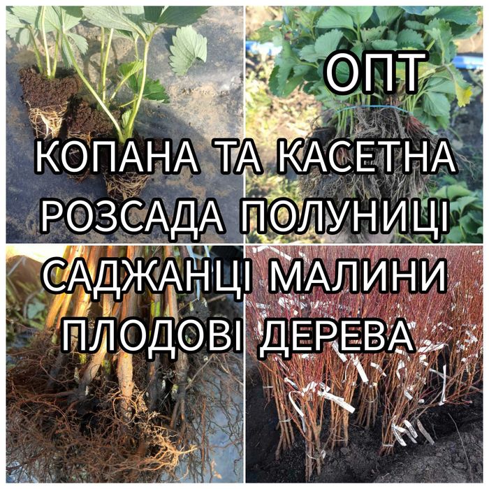 Саджанці Полуниці Розсада Малини Плодові дерева Саженцы Клубники