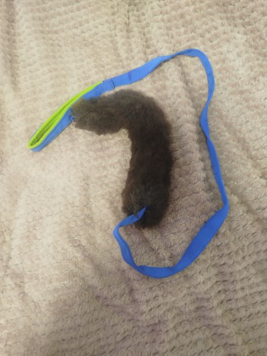 Szarpak na długiej rączce dla psa  z naturalnego owczego futra