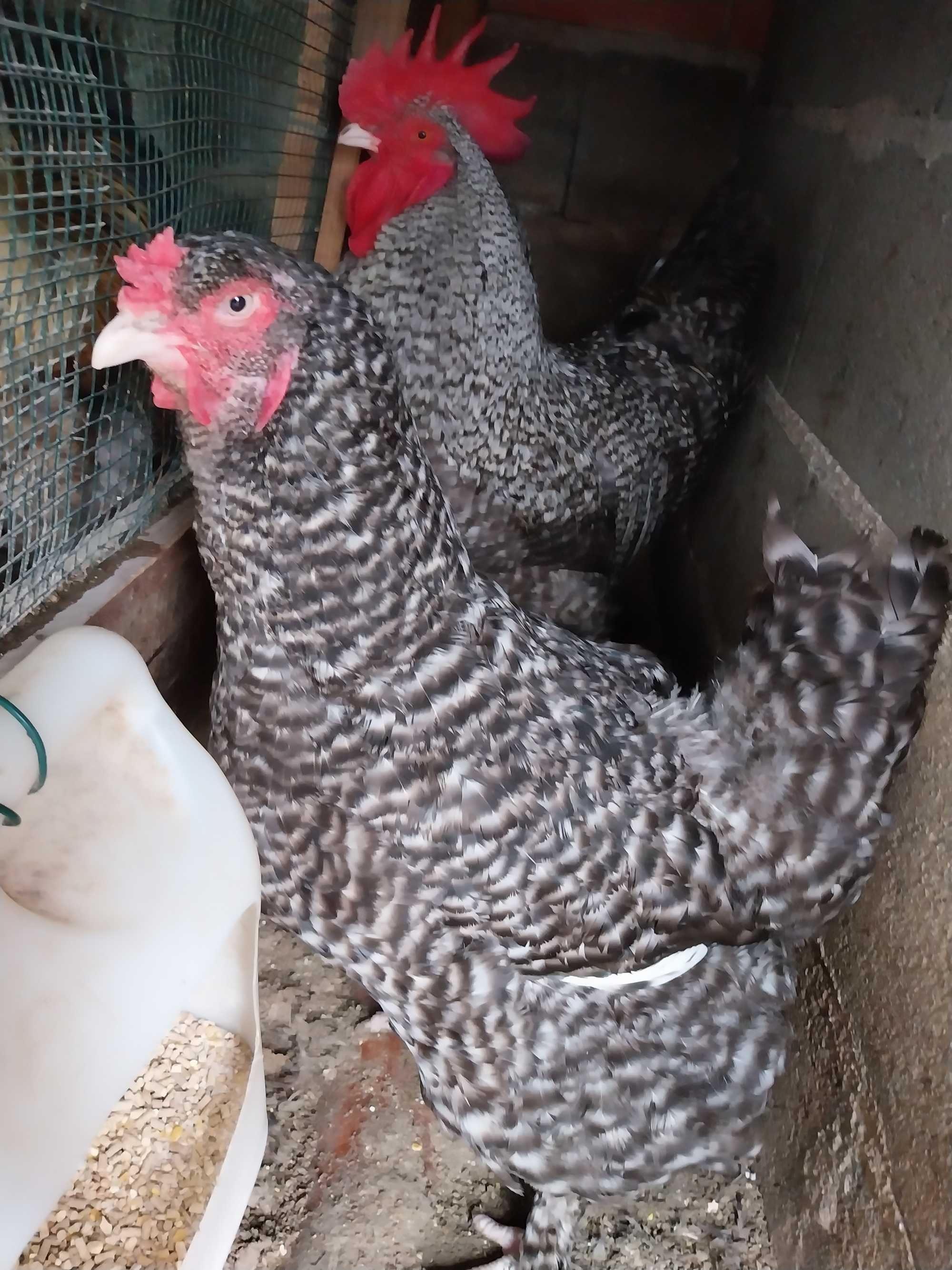 Brahman , galinha  com 2 anos  . ovos
