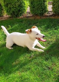 Suczka Jack Russell terrier