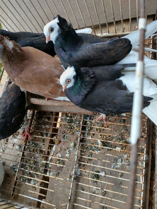 Gołębie bialogłówki