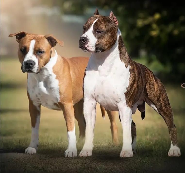 Ast.do odbioru Amstaff.American Staffordshire terrier. Suczka.