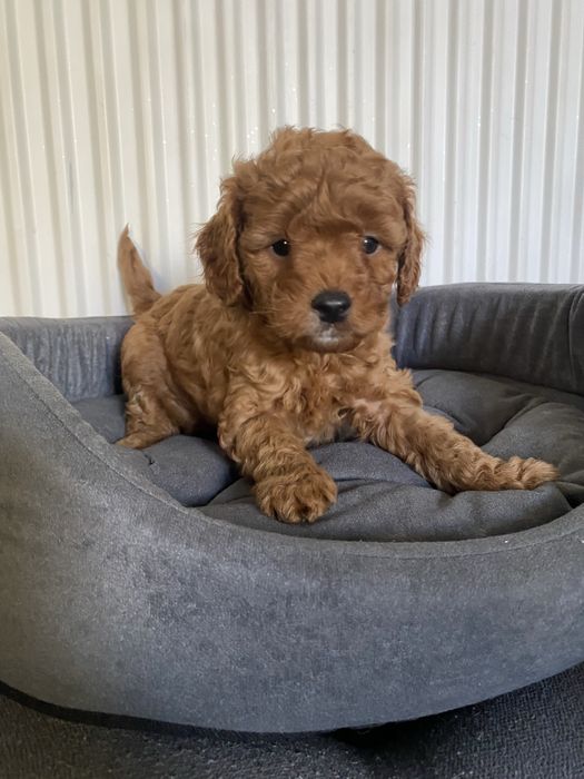 Cavapoo F1B Ari Cavapoo&Pudel miniaturowy