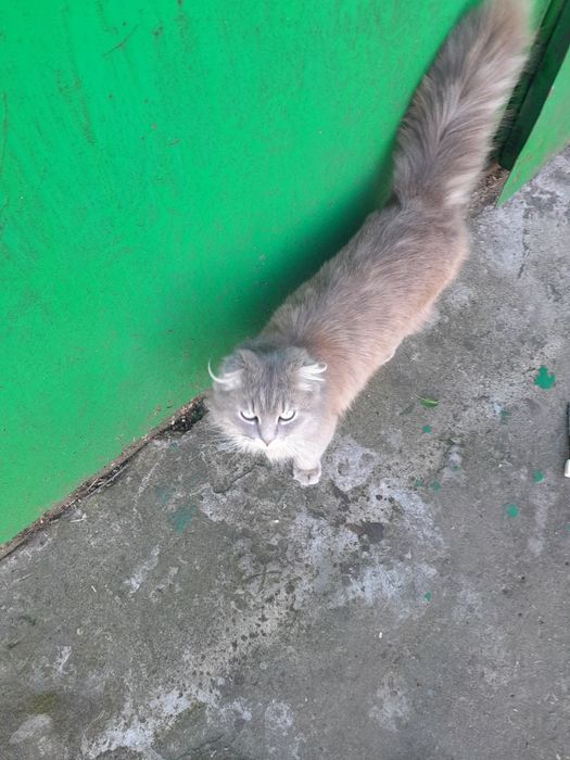 Продам  котавеслоухий шотландец звоните