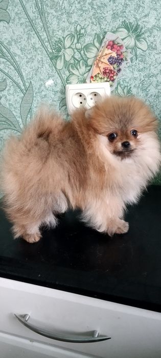 Мальчик померанский шпиц КСУ-FCI