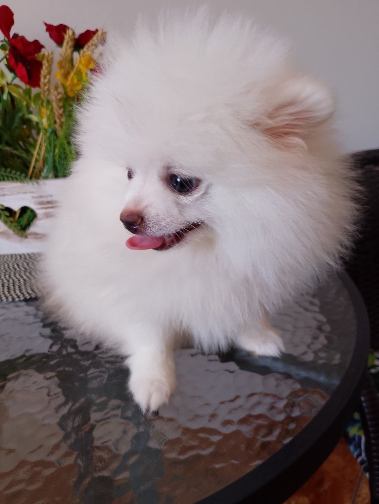Szpic Miniaturowy Pomeranian Suczka