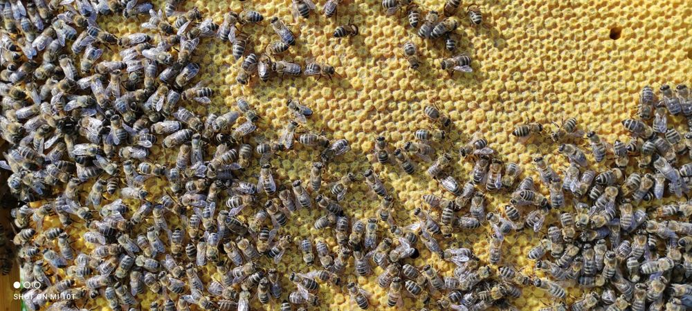 Silne, zdrowe rodziny pszczele czekają na Ciebie. Sezon 2026 otwarty!