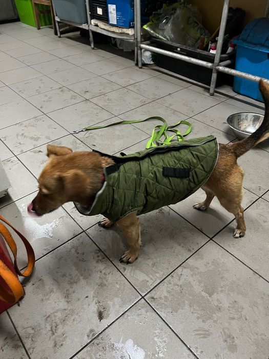 Nutka szuka nowego domu